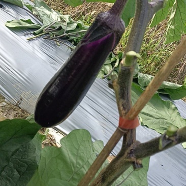 黑茄