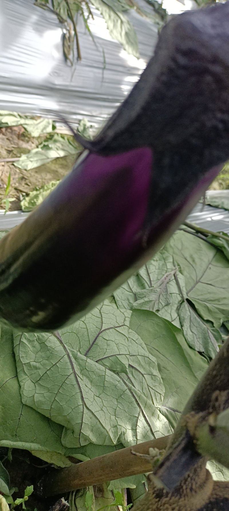 黑茄