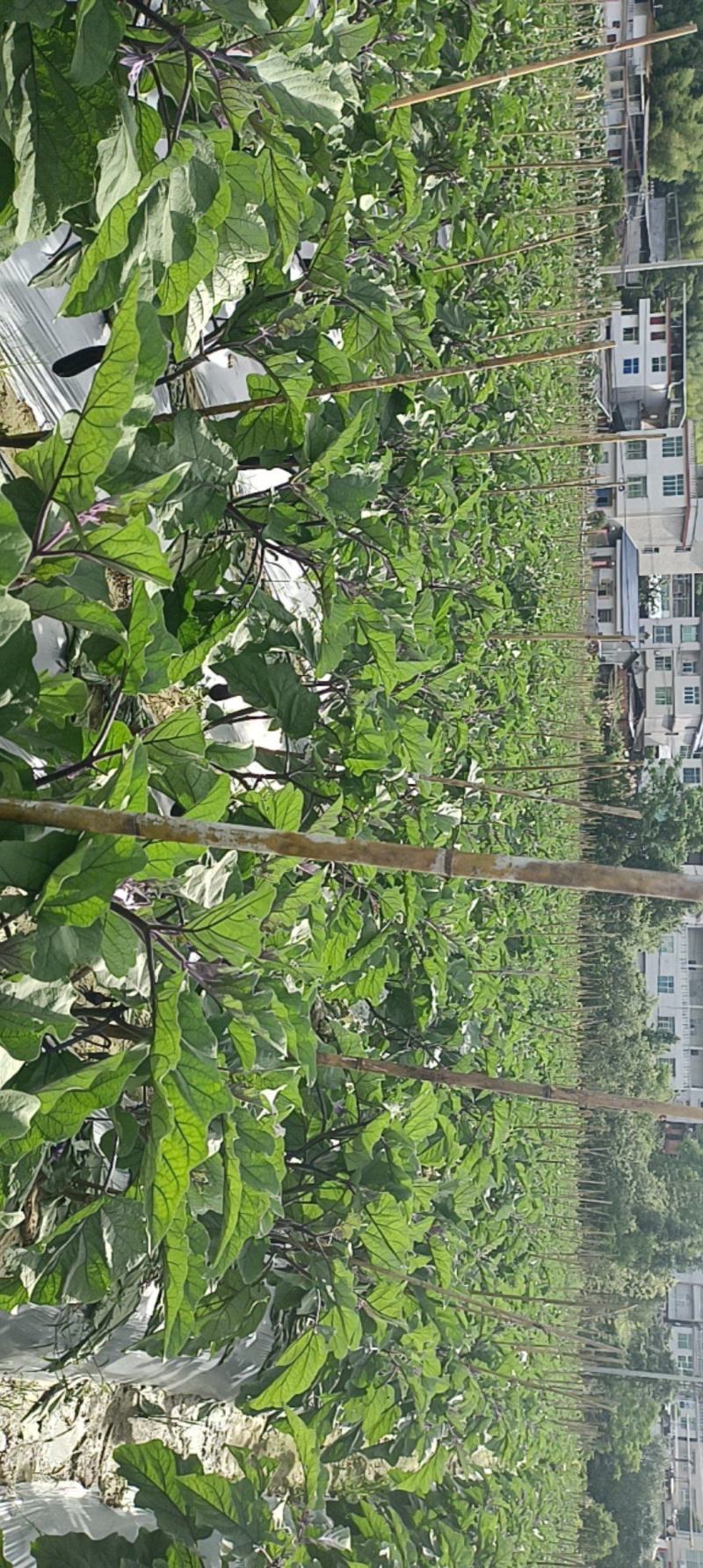 黑茄