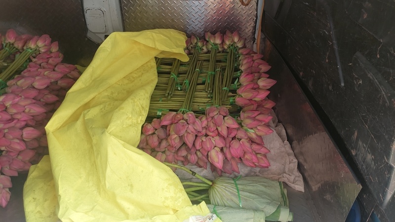 荷花