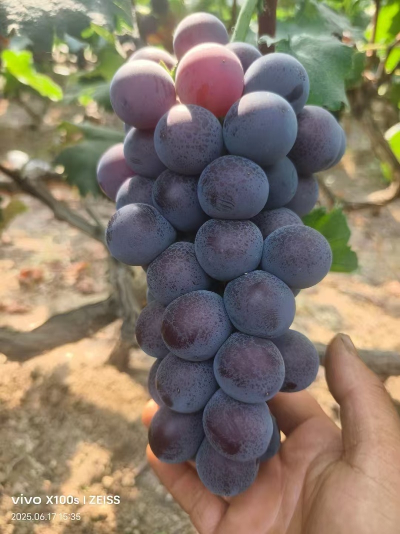 巨峰葡萄产地直发大量现货可视频看货精品葡萄