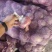 洋葱，手选洋葱，聊城二红洋葱，大红洋葱紫皮洋葱