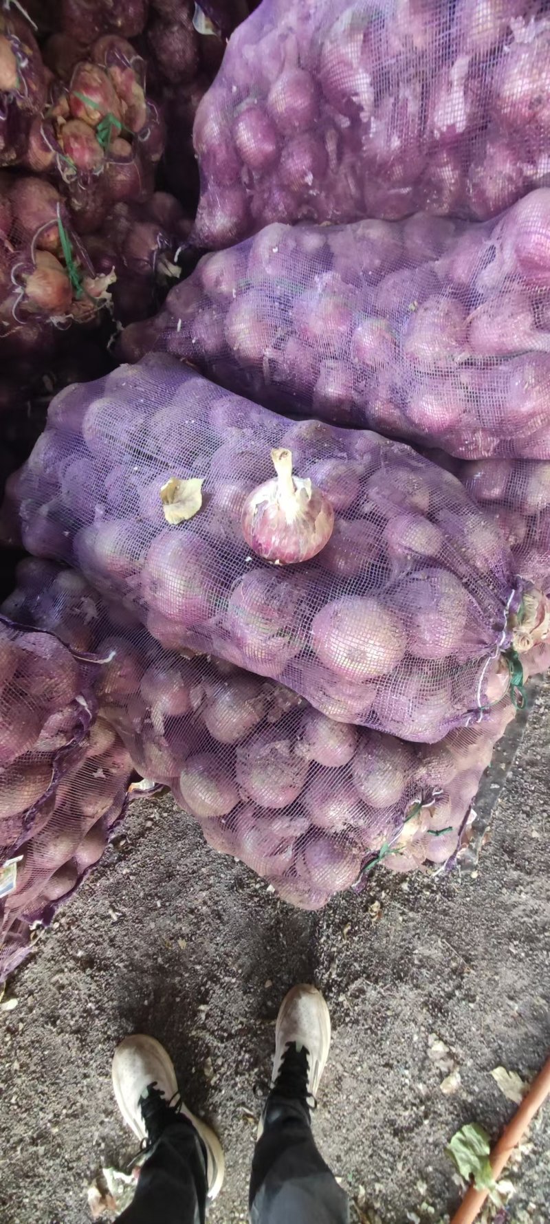 洋葱，手选洋葱，聊城二红洋葱，大红洋葱紫皮洋葱