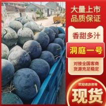 洞庭一号黑无籽大量供应，果型好糖度高耐运输对接电商，市场