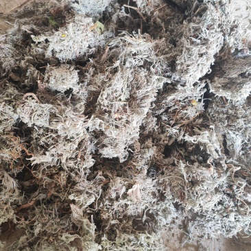 茵陈