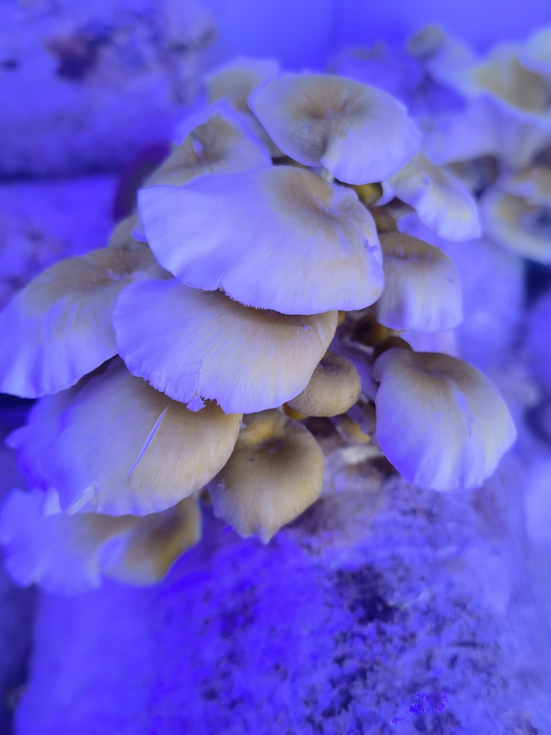 天津智慧方舱种植菌类