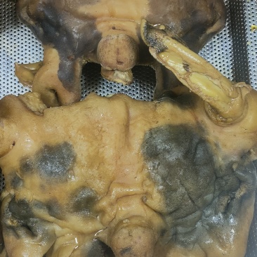 五香花羊头肉