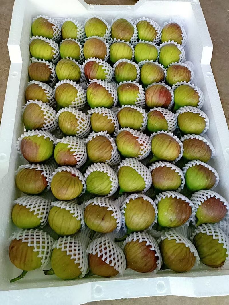 昆明波姬红无花果基地直销，品质有保证，诚信合作