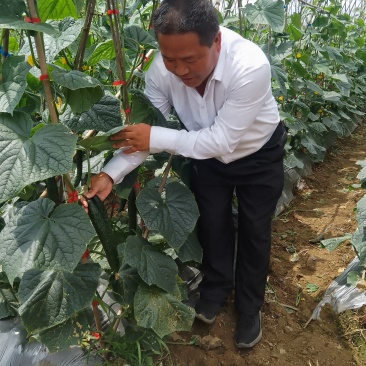 贵州安顺气侯宜人适应农作物生长，结出来的黄瓜吃味好耐运输