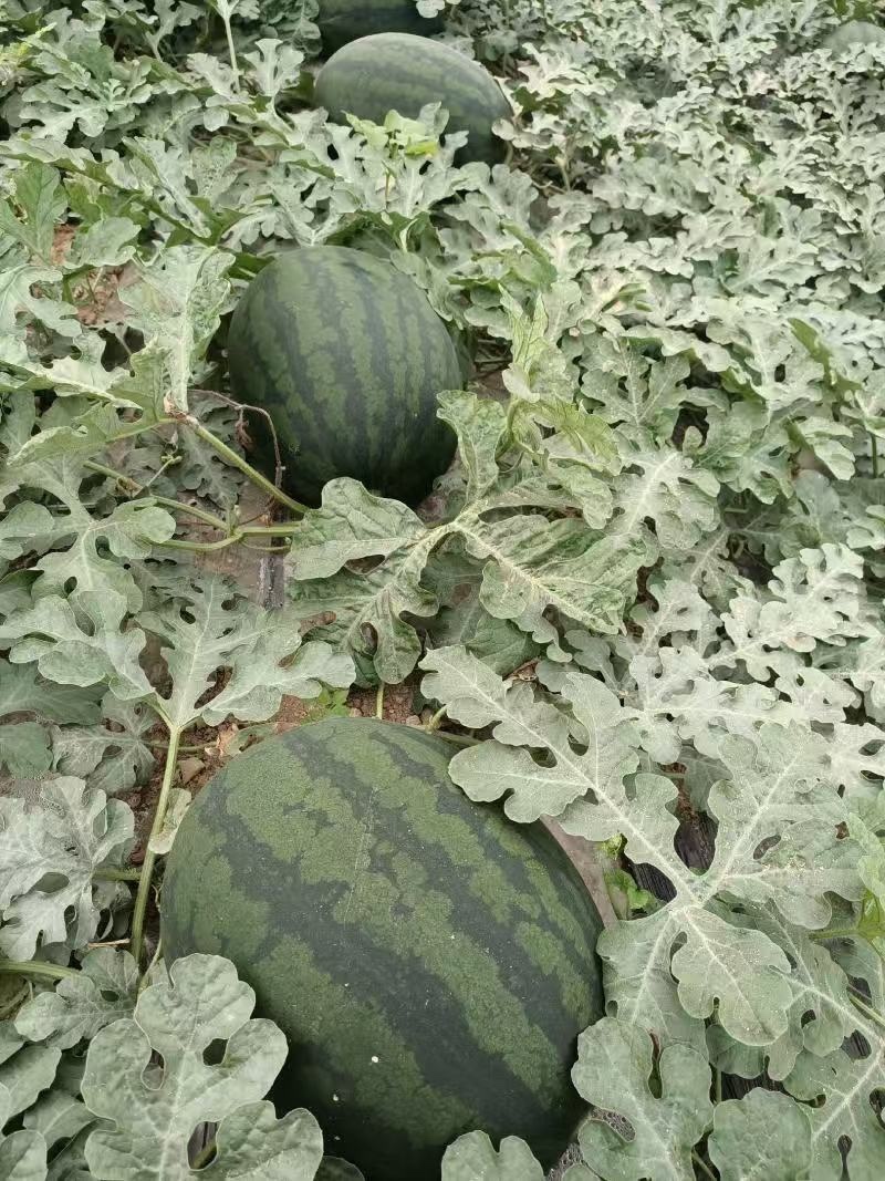 陕西渭南产地一手货源甜王西瓜
