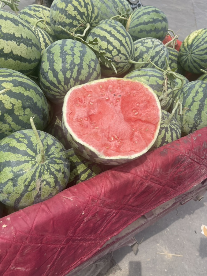 陕西渭南产地一手货源甜王西瓜