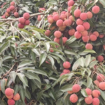 禾荔荔枝2