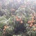 禾荔荔枝2