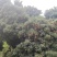 禾荔荔枝2