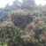 禾荔荔枝2
