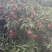 禾荔荔枝2