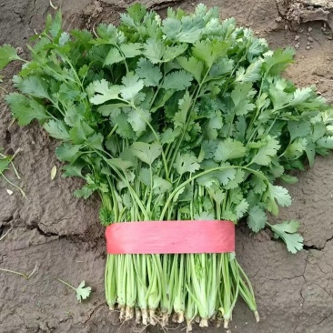 《精品香菜》菏泽香菜/小叶香菜/基地货源/全国供应批发