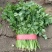 《精品香菜》菏泽香菜/小叶香菜/基地货源/全国供应批发