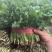 《精品香菜》菏泽香菜/小叶香菜/基地货源/全国供应批发