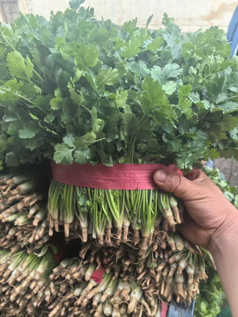 《精品香菜》菏泽香菜/小叶香菜/基地货源/全国供应批发