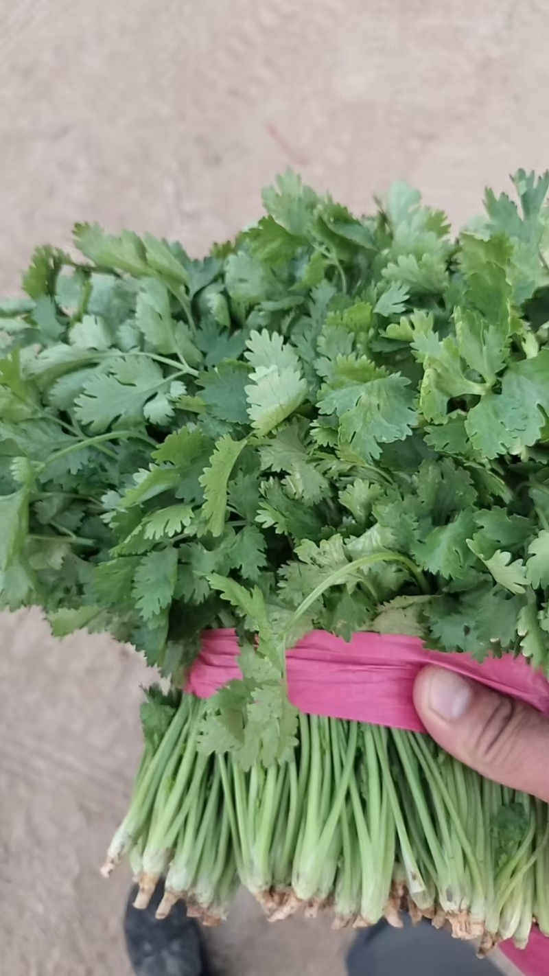 《精品香菜》菏泽香菜/小叶香菜/基地货源/全国供应批发