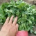 《精品香菜》菏泽香菜/小叶香菜/基地货源/全国供应批发