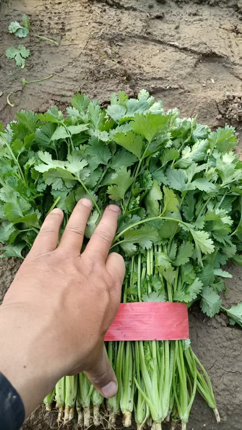 《精品香菜》菏泽香菜/小叶香菜/基地货源/全国供应批发