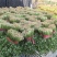 《精品香菜》菏泽香菜/小叶香菜/基地货源/全国供应批发