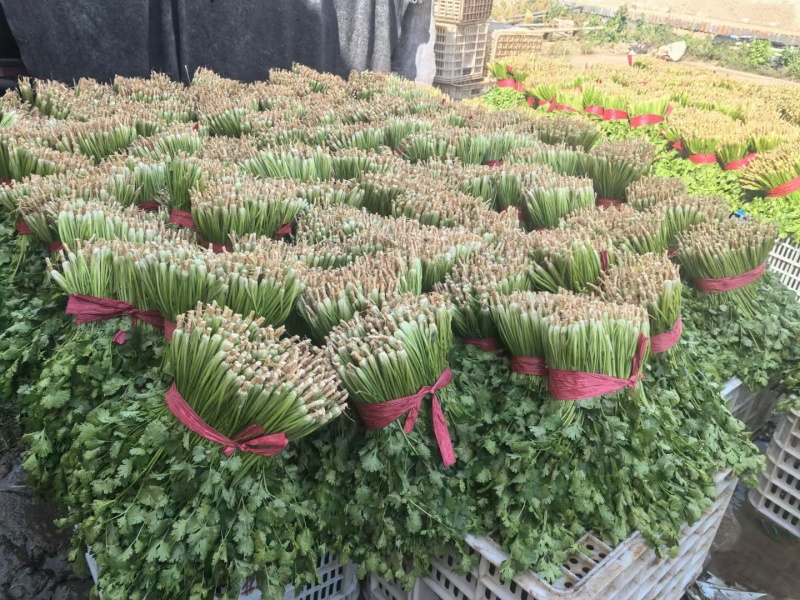 《精品香菜》菏泽香菜/小叶香菜/基地货源/全国供应批发