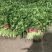 《精品香菜》菏泽香菜/小叶香菜/基地货源/全国供应批发