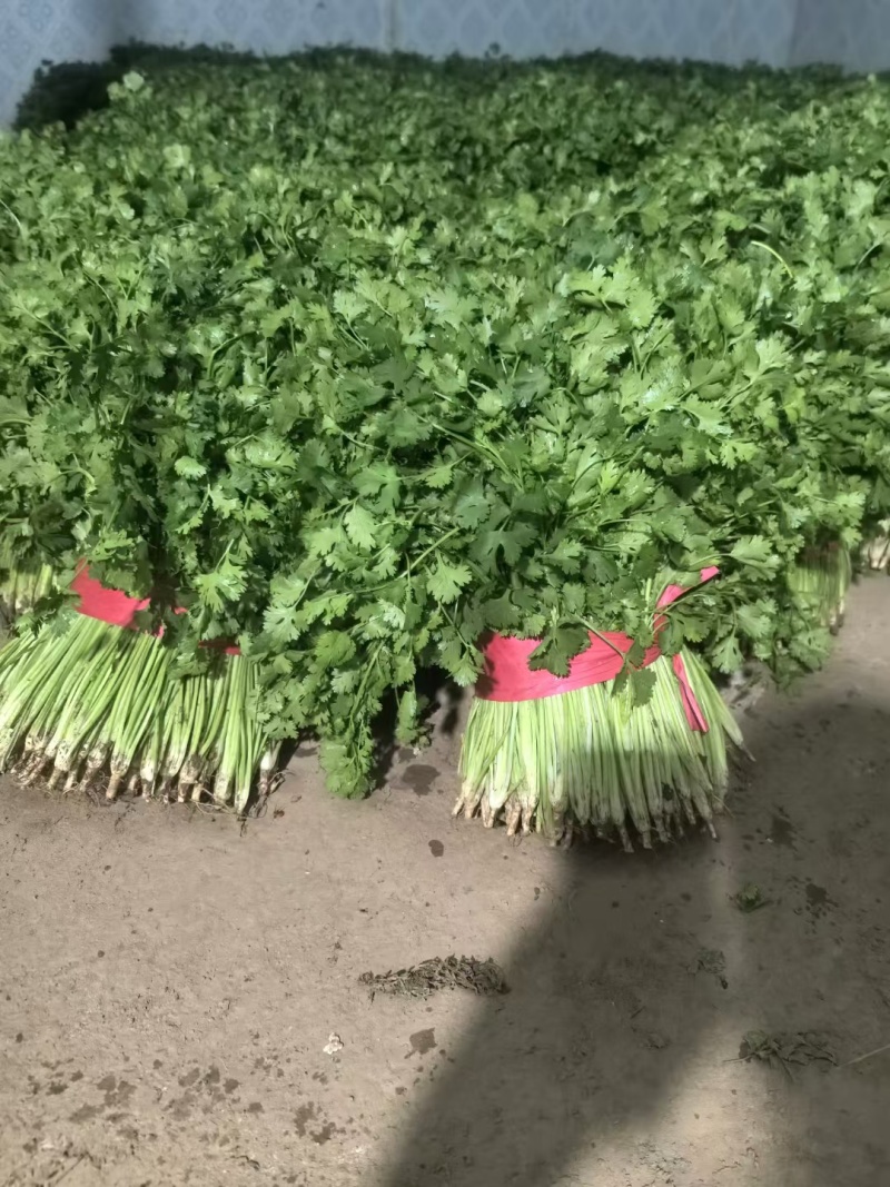 《精品香菜》菏泽香菜/小叶香菜/基地货源/全国供应批发