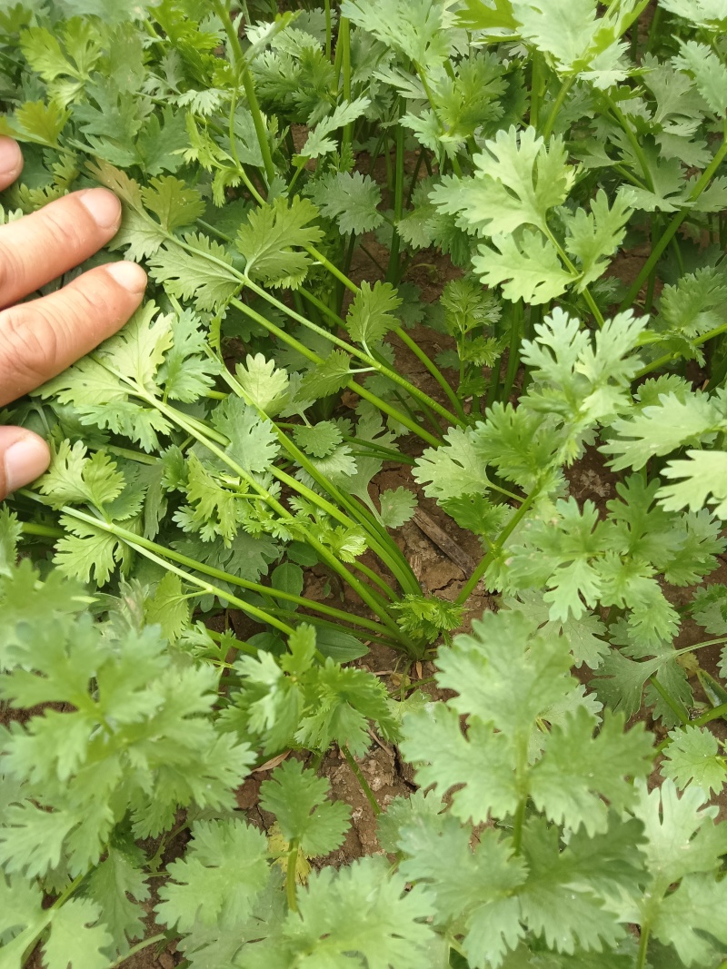 《精品香菜》菏泽香菜/小叶香菜/基地货源/全国供应批发