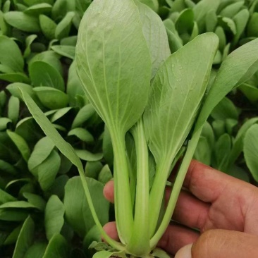 《精品油菜》上海青/山东油菜/产地货源/全国供应批发