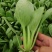 《精品油菜》上海青/山东油菜/产地货源/全国供应批发