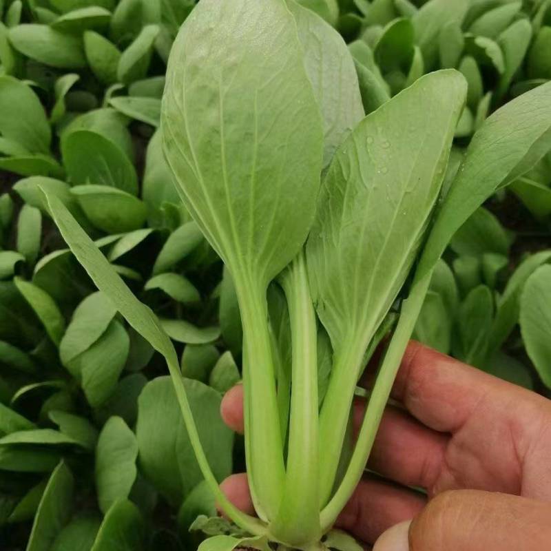 《精品油菜》上海青/山东油菜/产地货源/全国供应批发