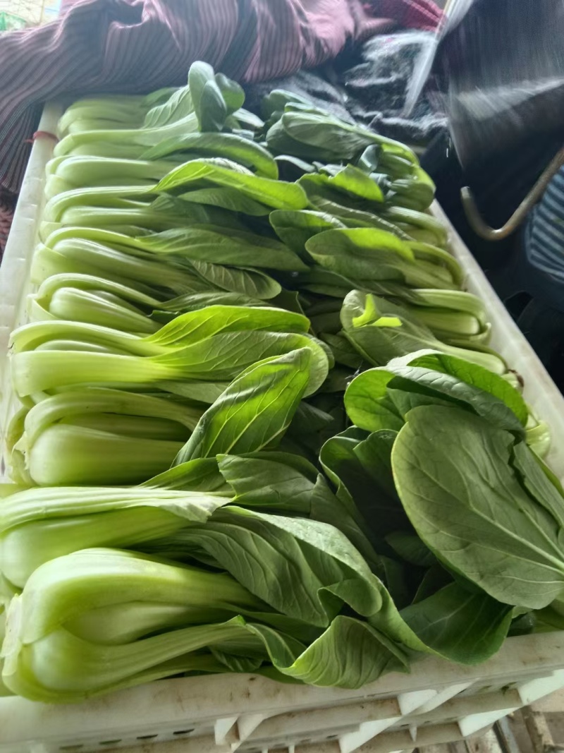 《精品油菜》上海青/山东油菜/产地货源/全国供应批发