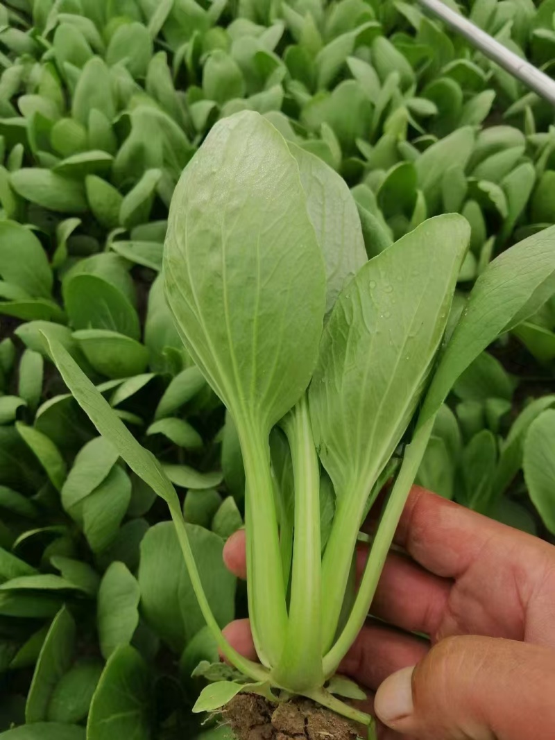 《精品油菜》上海青/山东油菜/产地货源/全国供应批发