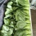《精品油菜》上海青/山东油菜/产地货源/全国供应批发