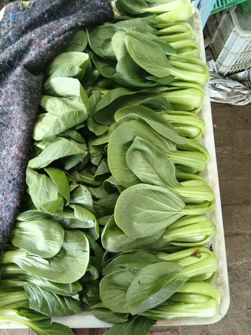 《精品油菜》上海青/山东油菜/产地货源/全国供应批发