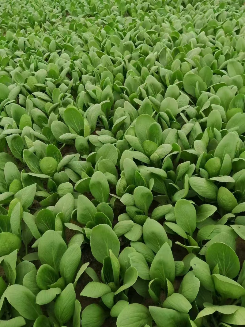 《精品油菜》上海青/山东油菜/产地货源/全国供应批发