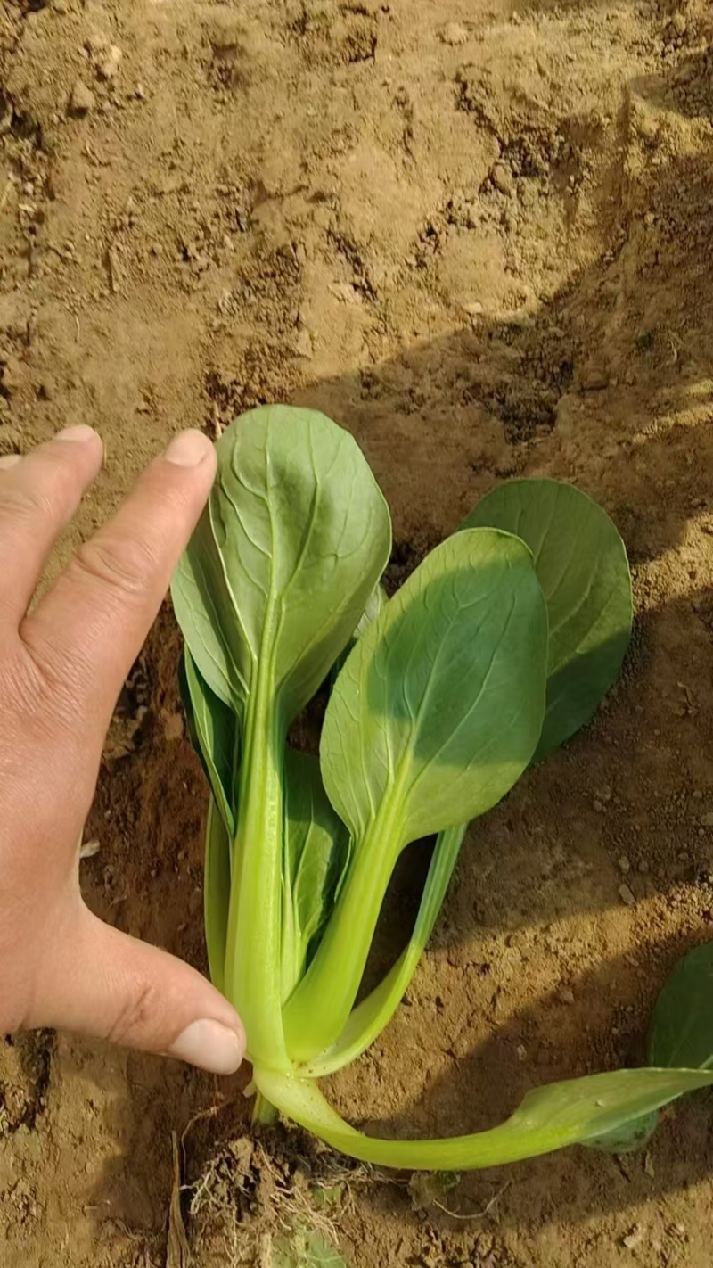 《精品油菜》上海青/山东油菜/产地货源/全国供应批发