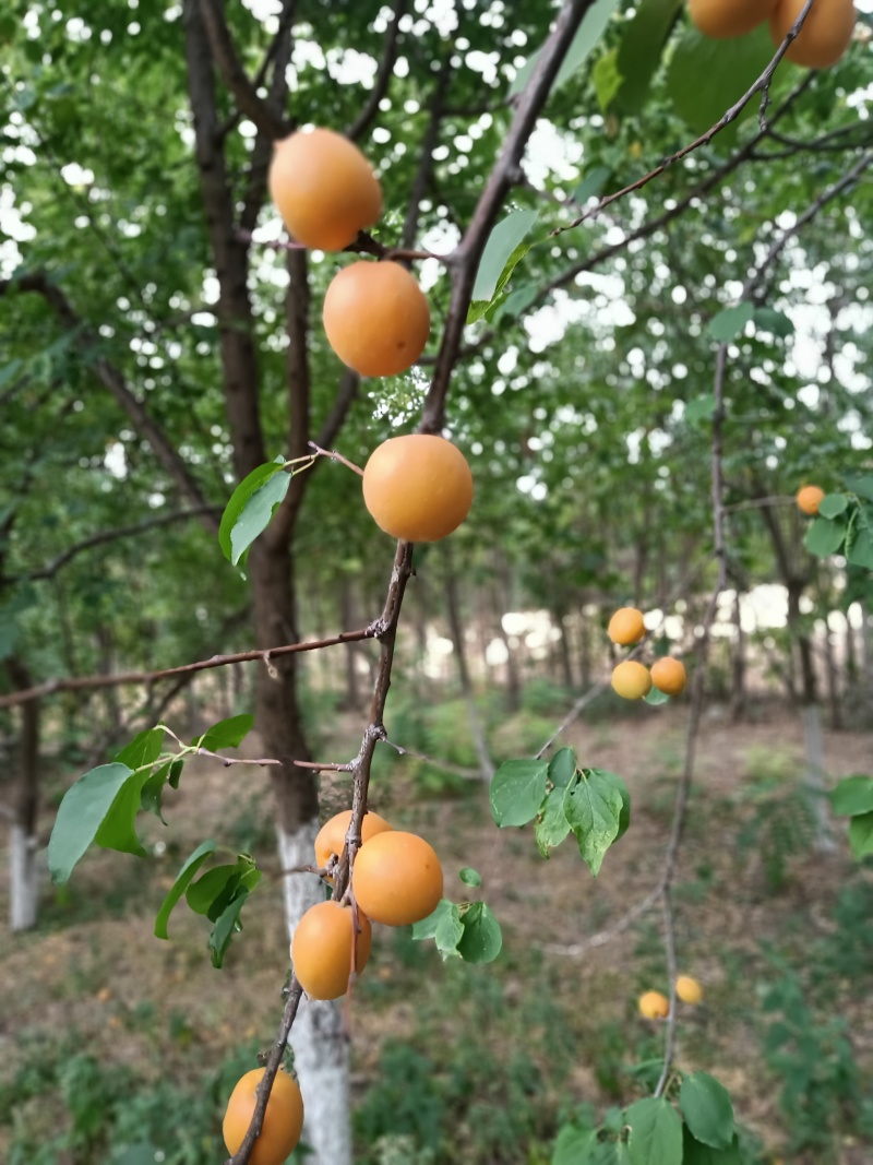 陕西吊干杏