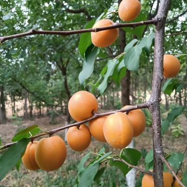 陕西吊干杏