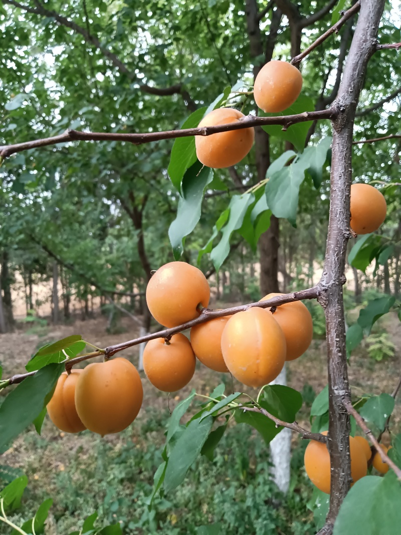陕西吊干杏