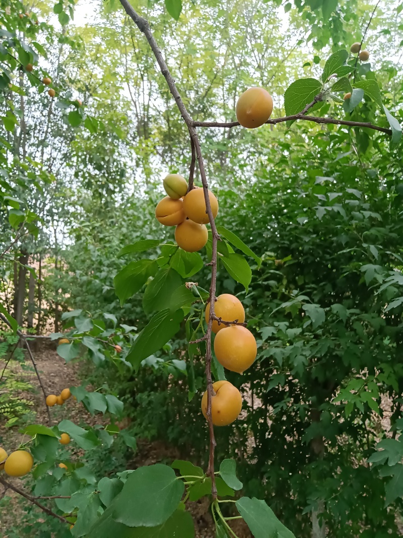 陕西吊干杏