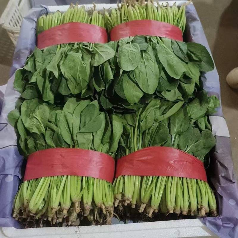 《精品菠菜》大叶菠菜/小叶菠菜/产地货源/全国整车批发