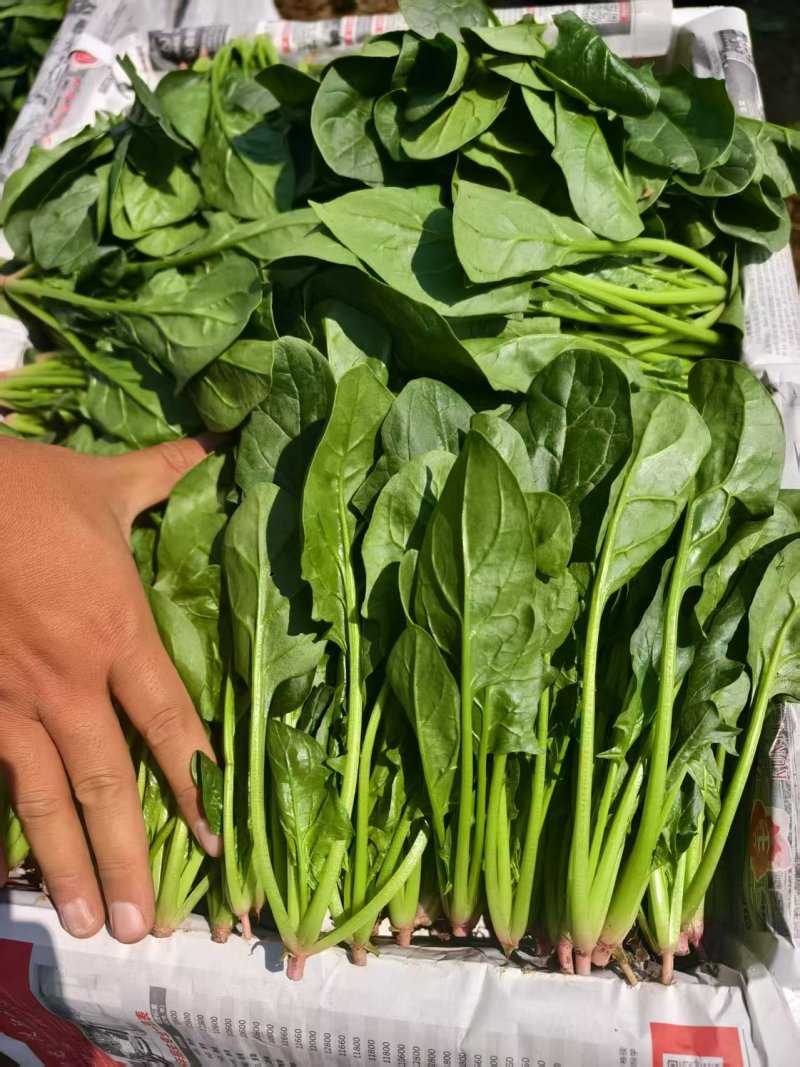 《精品菠菜》大叶菠菜/小叶菠菜/产地货源/全国整车批发