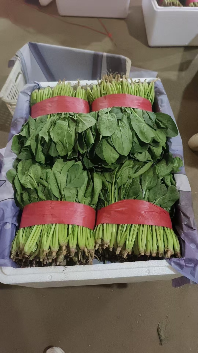 《精品菠菜》大叶菠菜/小叶菠菜/产地货源/全国整车批发