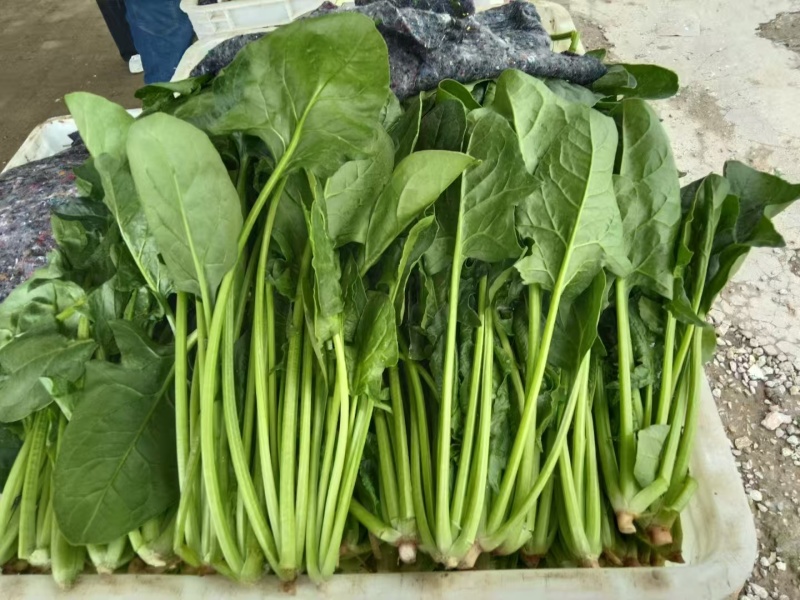 《精品菠菜》大叶菠菜/小叶菠菜/产地货源/全国整车批发