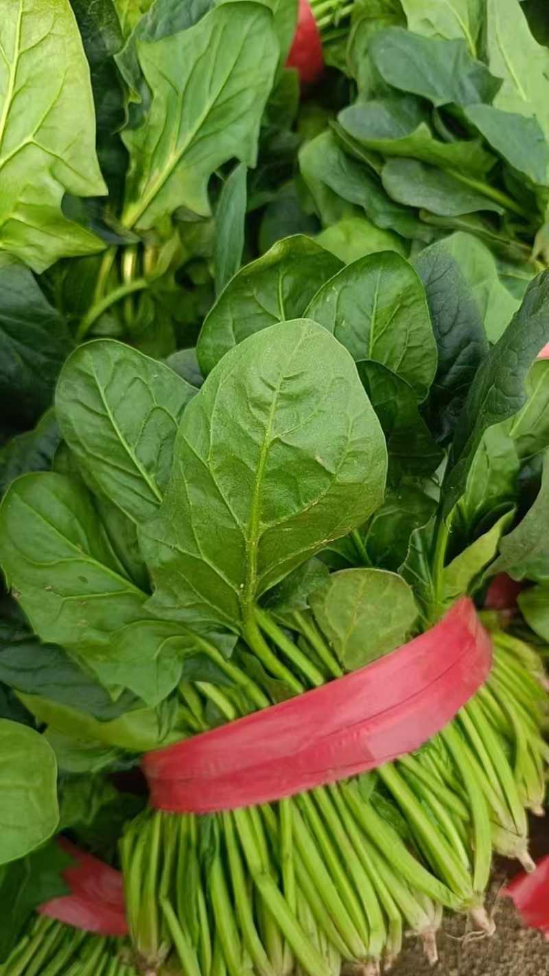 《精品菠菜》大叶菠菜/小叶菠菜/产地货源/全国整车批发